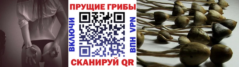 Купить закладки  Железногорск  Псилоцибиновые грибы Psilocybe 